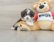 7 week old Mini Aussiedoodle Puppy For Sale - Premier Pups
