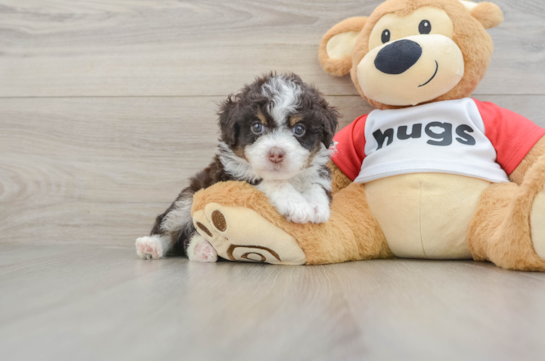 Best Mini Aussiedoodle Baby