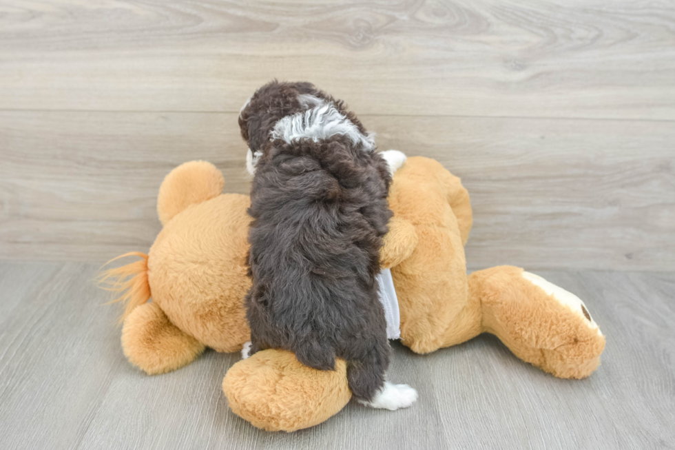 Sweet Mini Aussiedoodle Baby