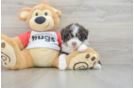 Mini Aussiedoodle Pup Being Cute