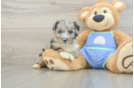 Playful Mini Aussiepoodle Poodle Mix Puppy