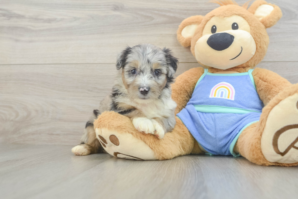 Playful Mini Aussiepoodle Poodle Mix Puppy