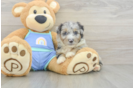 Mini Aussiedoodle Pup Being Cute