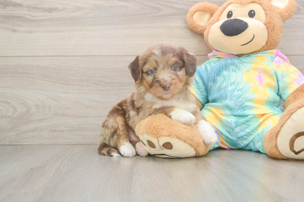 5 week old Mini Aussiedoodle Puppy For Sale - Premier Pups