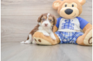 Mini Aussiedoodle Pup Being Cute