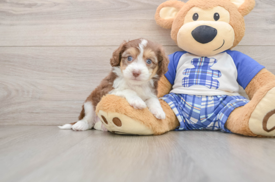 Mini Aussiedoodle Pup Being Cute
