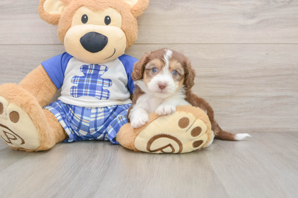 Small Mini Aussiedoodle Baby