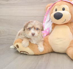 7 week old Mini Aussiedoodle Puppy For Sale - Premier Pups