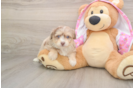 Playful Aussiepoo Poodle Mix Puppy