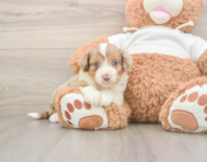 6 week old Mini Aussiedoodle Puppy For Sale - Premier Pups