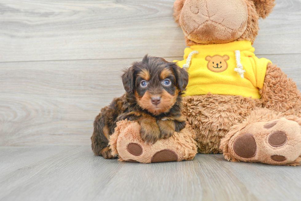 Little Aussiepoo Poodle Mix Puppy