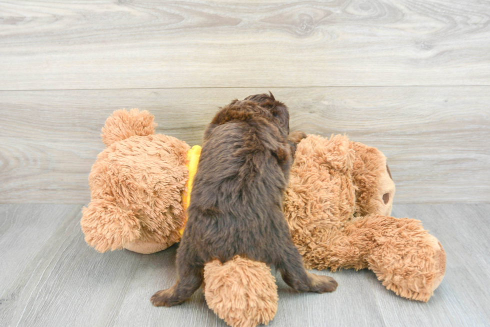 Best Mini Aussiedoodle Baby