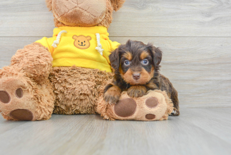 Smart Mini Aussiedoodle Poodle Mix Pup