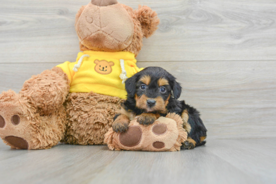 Best Mini Aussiedoodle Baby