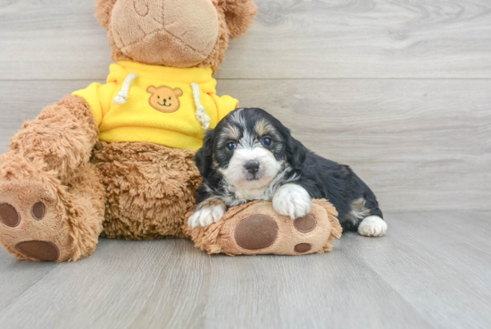 Hypoallergenic Aussiepoo Poodle Mix Puppy