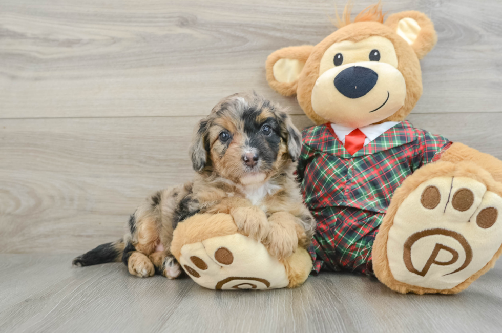 5 week old Mini Aussiedoodle Puppy For Sale - Premier Pups