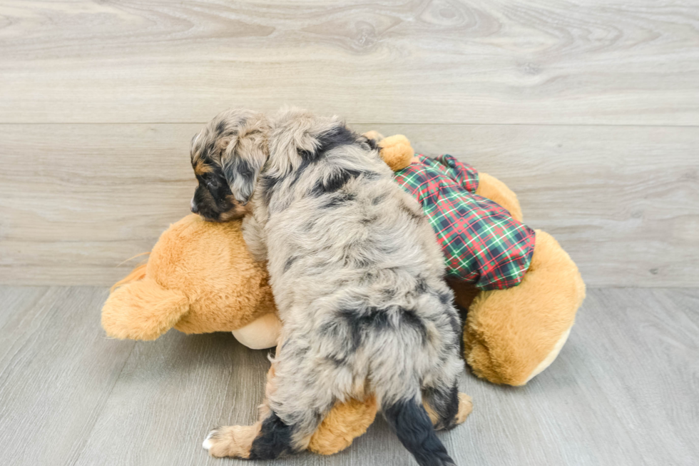 Best Mini Aussiedoodle Baby