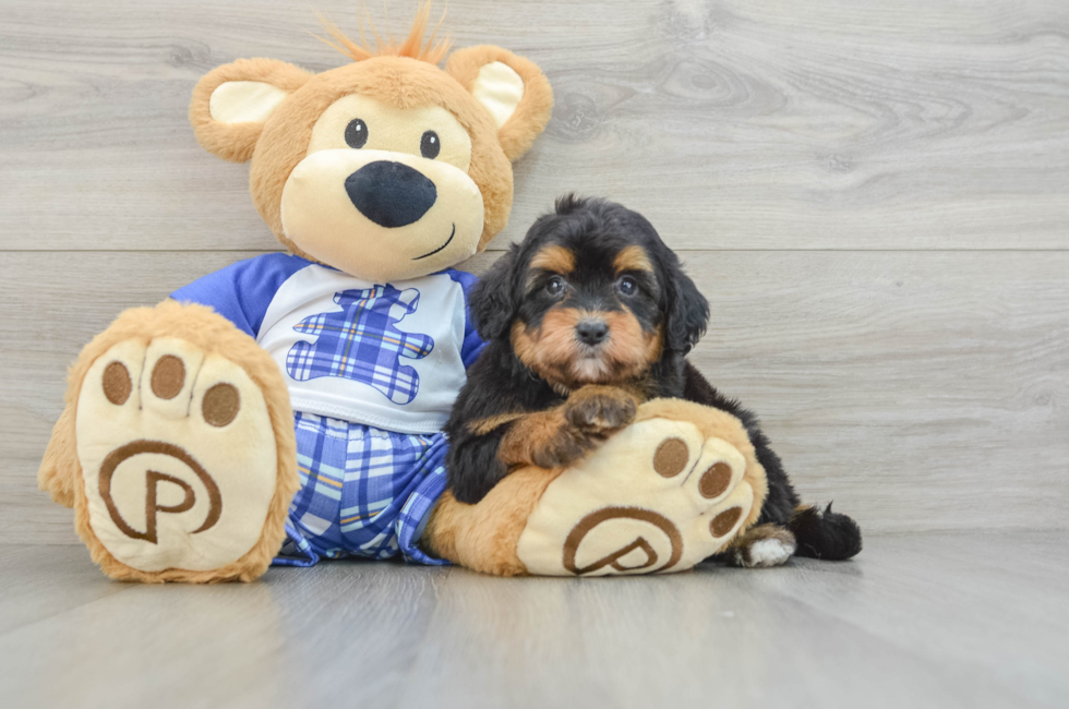 6 week old Mini Aussiedoodle Puppy For Sale - Premier Pups