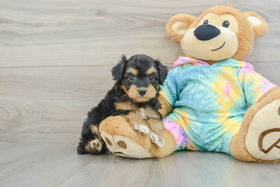 Best Mini Aussiedoodle Baby