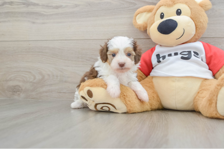 Best Mini Aussiedoodle Baby