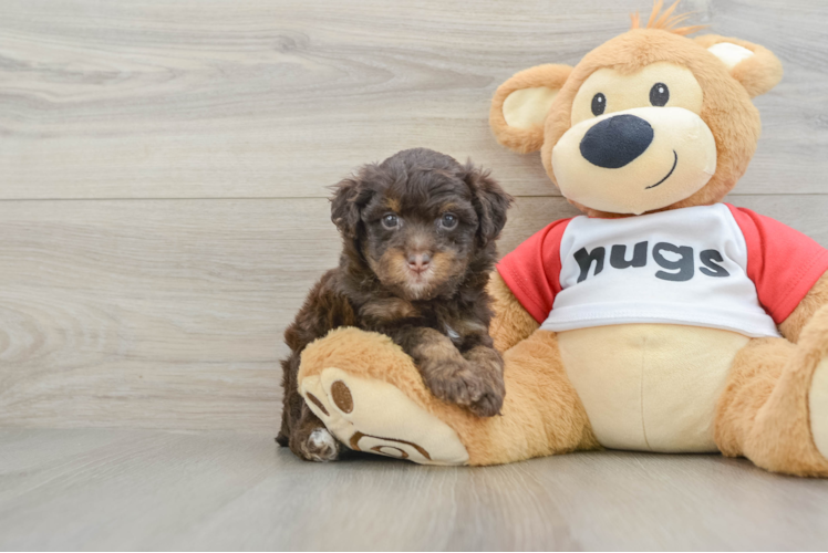 Best Mini Aussiedoodle Baby