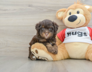 7 week old Mini Aussiedoodle Puppy For Sale - Premier Pups