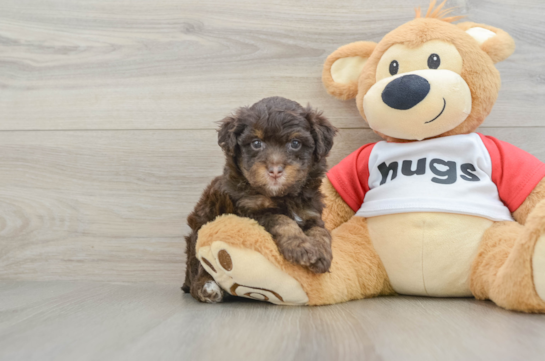 Best Mini Aussiedoodle Baby