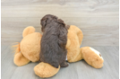 Mini Aussiedoodle Puppy for Adoption