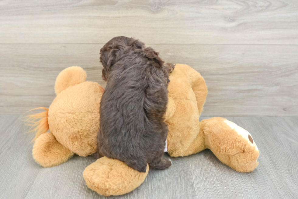Mini Aussiedoodle Puppy for Adoption