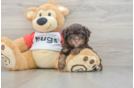 Mini Aussiedoodle Puppy for Adoption