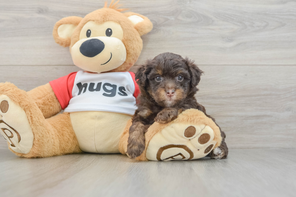 Mini Aussiedoodle Puppy for Adoption