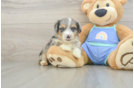 Mini Aussiedoodle Puppy for Adoption