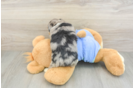 Energetic Aussie Poo Poodle Mix Puppy