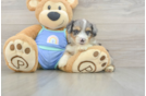 Mini Aussiedoodle Pup Being Cute
