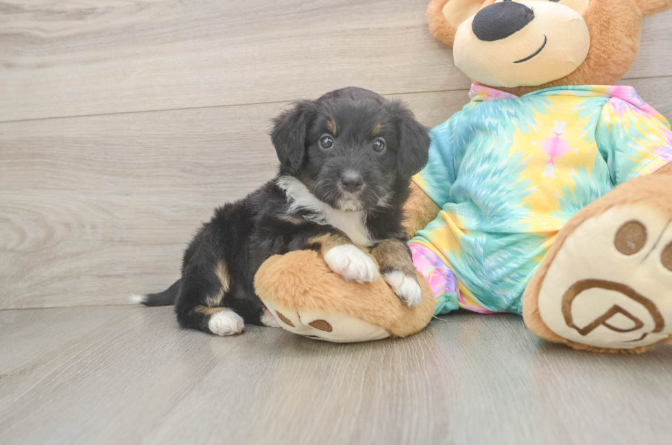 5 week old Mini Aussiedoodle Puppy For Sale - Premier Pups