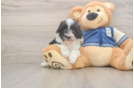 Small Mini Aussiedoodle Baby