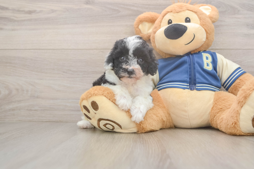 Small Mini Aussiedoodle Baby
