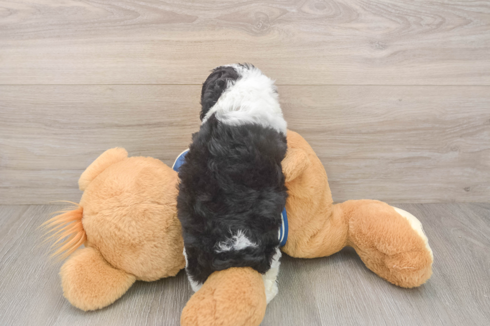 Hypoallergenic Aussiepoo Poodle Mix Puppy