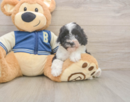 7 week old Mini Aussiedoodle Puppy For Sale - Premier Pups