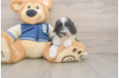 Popular Mini Aussiedoodle Poodle Mix Pup