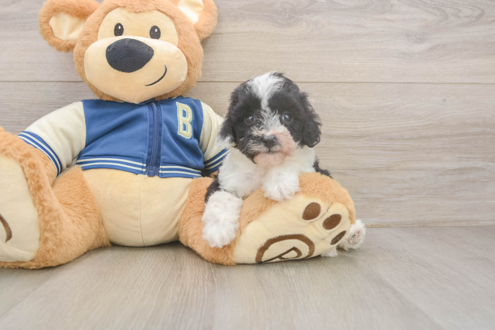 Popular Mini Aussiedoodle Poodle Mix Pup