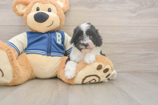 Popular Mini Aussiedoodle Poodle Mix Pup