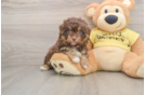 Mini Aussiedoodle Puppy for Adoption