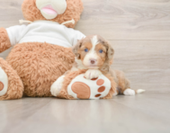 6 week old Mini Aussiedoodle Puppy For Sale - Premier Pups