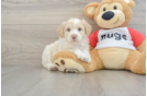 Best Mini Aussiedoodle Baby