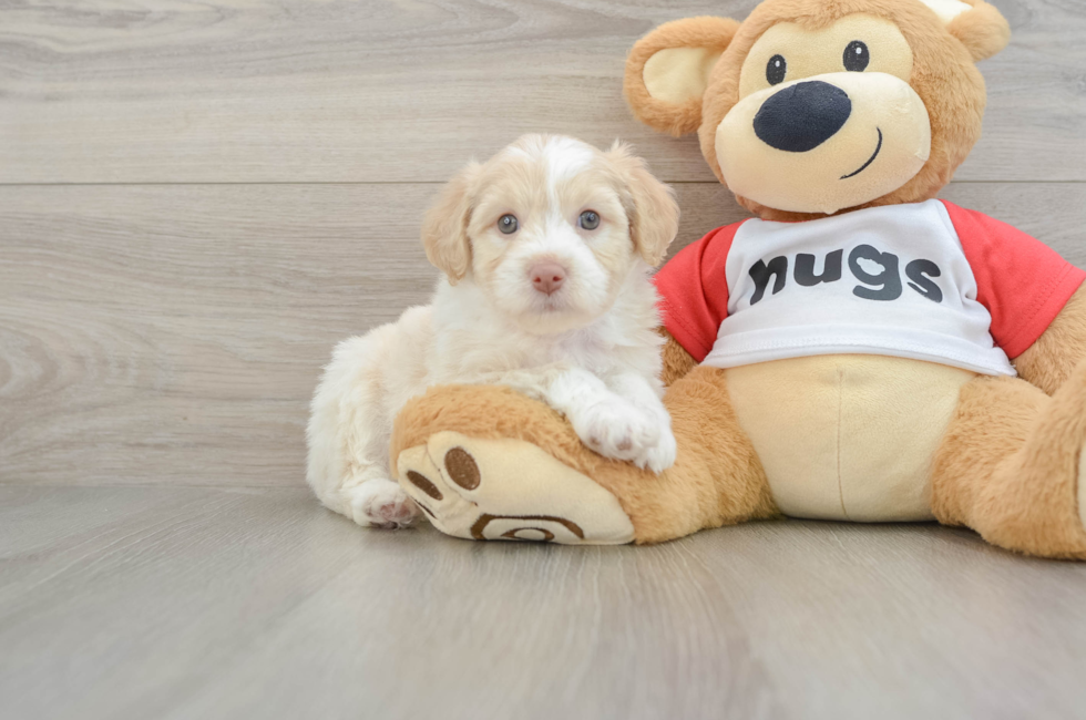 5 week old Mini Aussiedoodle Puppy For Sale - Premier Pups