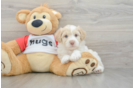 Best Mini Aussiedoodle Baby