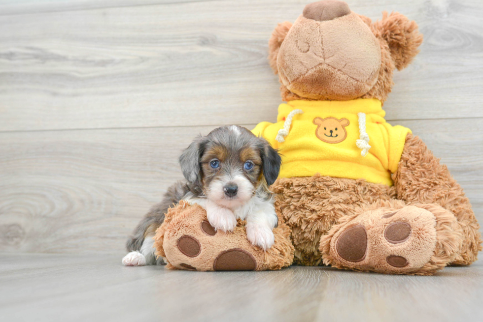 Happy Mini Aussiedoodle Baby