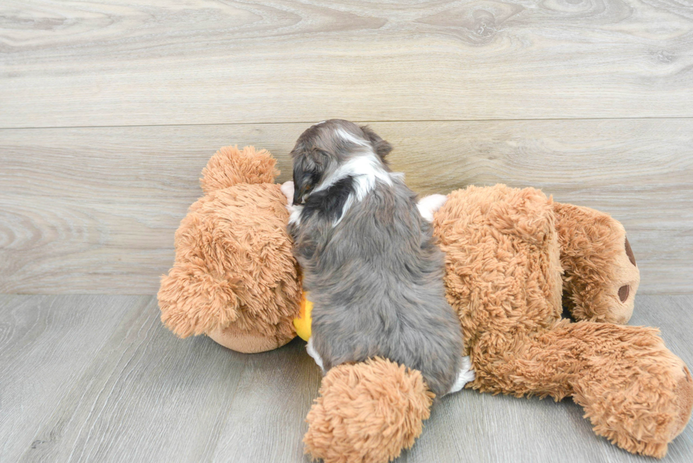 Mini Aussiedoodle Puppy for Adoption