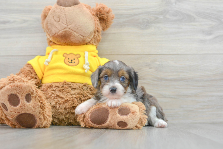 Adorable Aussiepoo Poodle Mix Puppy